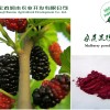 寶雞潤木 桑葚果粉 潤腸通便，烏發(fā)