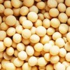 現(xiàn)款求購玉米、小麥、高粱、大米等釀酒原料