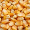 長期求購優(yōu)質玉米大豆?jié)h江畜禽 優(yōu)質