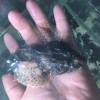 四腮鱸魚批發(fā)，四腮鱸魚價格