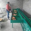 蟠桃分選機(jī) 專業(yè)分級(jí) 許昌有賣的么
